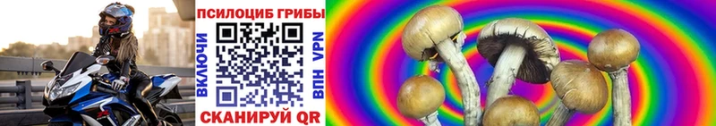 Псилоцибиновые грибы Psilocybe Цимлянск